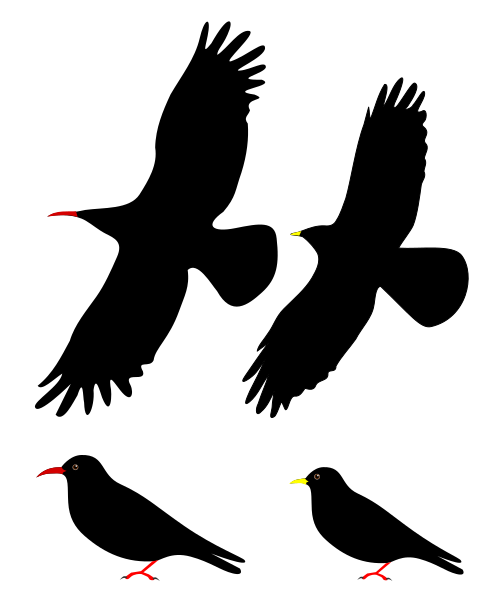 Файл:ChoughsDiff.svg