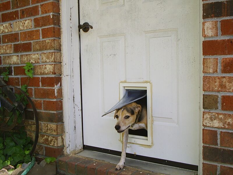 Файл:Doggy door exit.JPG