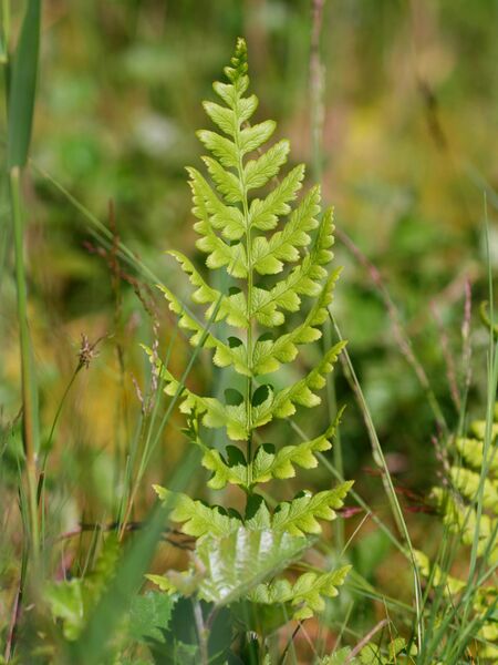 Файл:Dryopteris cristata.jpeg