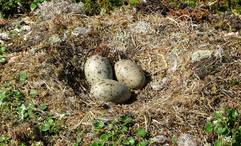 Файл:Larus marinus eggs.jpg