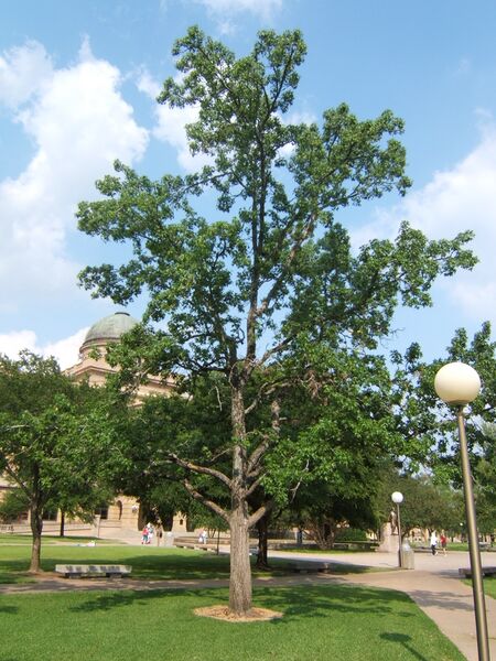 Файл:Liquidambar styraciflua sjh.JPG
