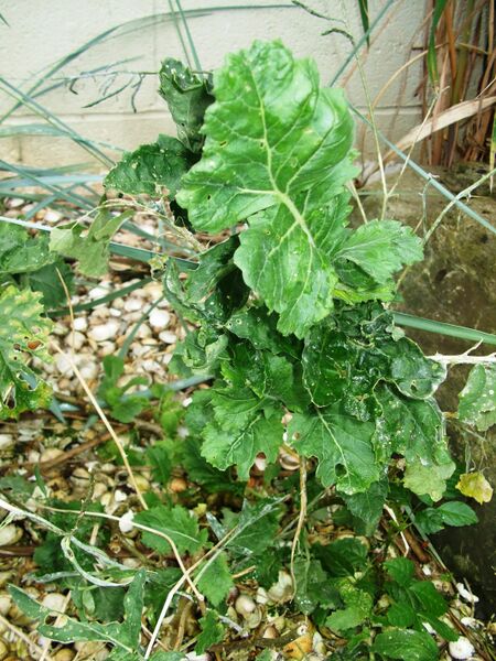 Файл:Lundy Cabbage.JPG