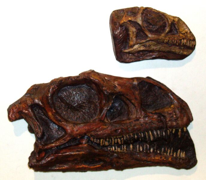 Файл:Massospondylus.jpeg