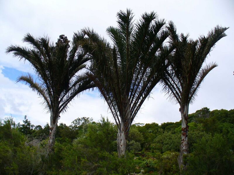Файл:Raphia australis.jpg