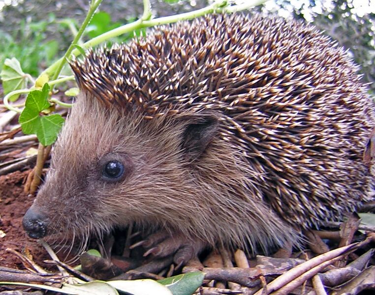 Файл:Igel.JPG