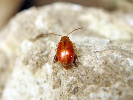 Longitarsus rutilus