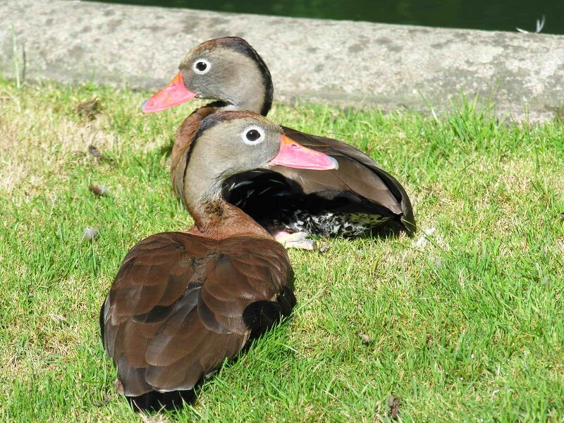 Файл:Patos GDFL6a.JPG