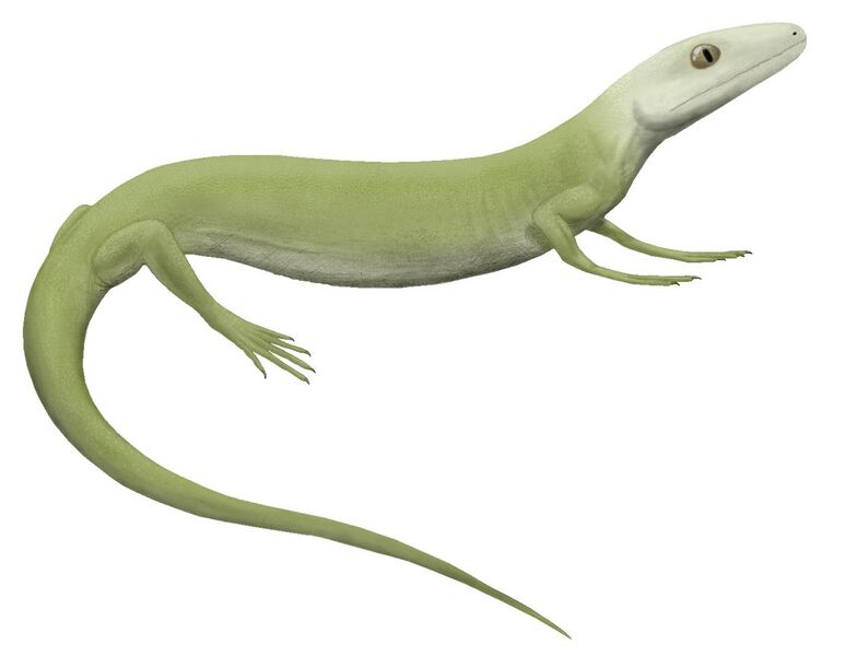Файл:Protorothyris.jpg