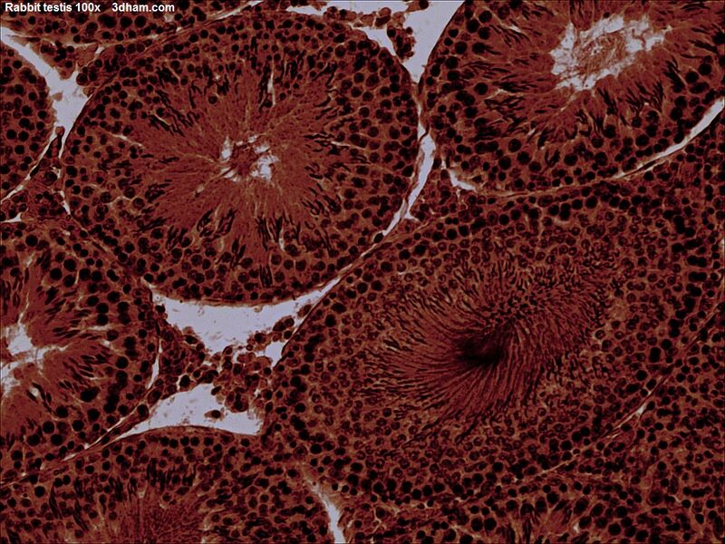 Файл:Rabbitttestis100x2.jpg
