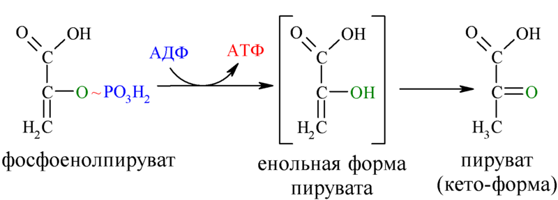 Файл:Reaction-PEP-Pyruvate.png