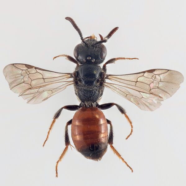 Файл:Sphecodes geoffrellus 2.jpg