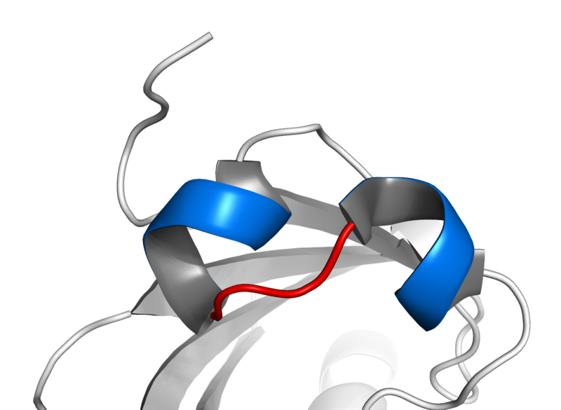 Файл:Basic helix loop helix.png