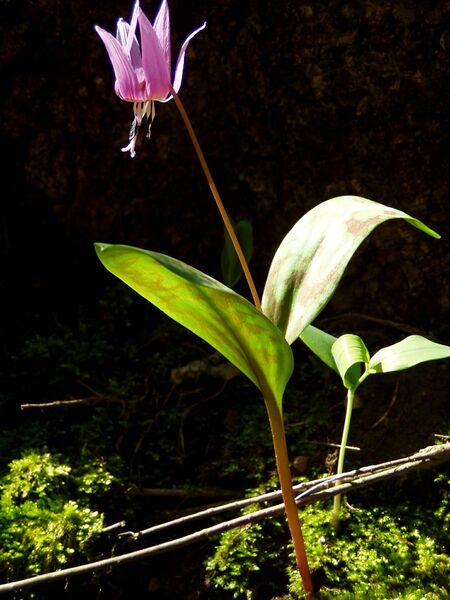 Файл:Erythronium dens-canis AT2.JPG