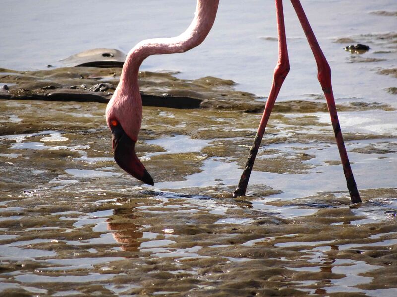 Файл:Lesser Flamingos3.JPG