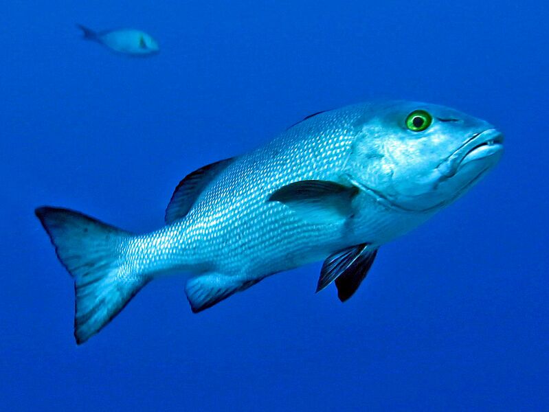 Файл:Lutjanidae - Lutjanus boha.JPG