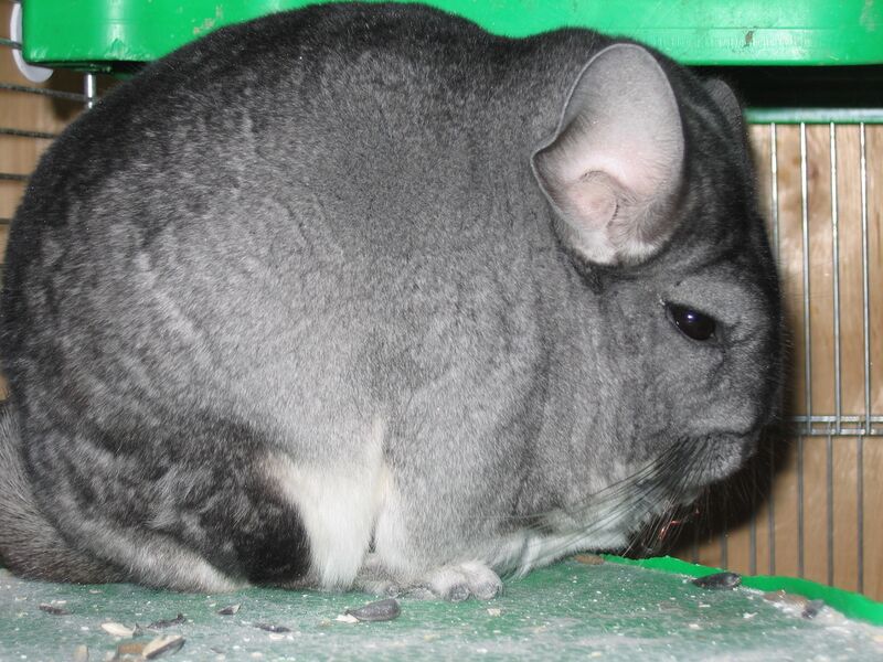 Файл:Pet Chinchilla.jpg