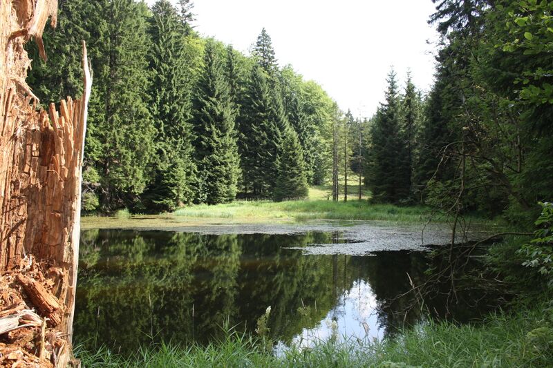 Файл:Stuetzerbach Breitengrunder Teich.JPG
