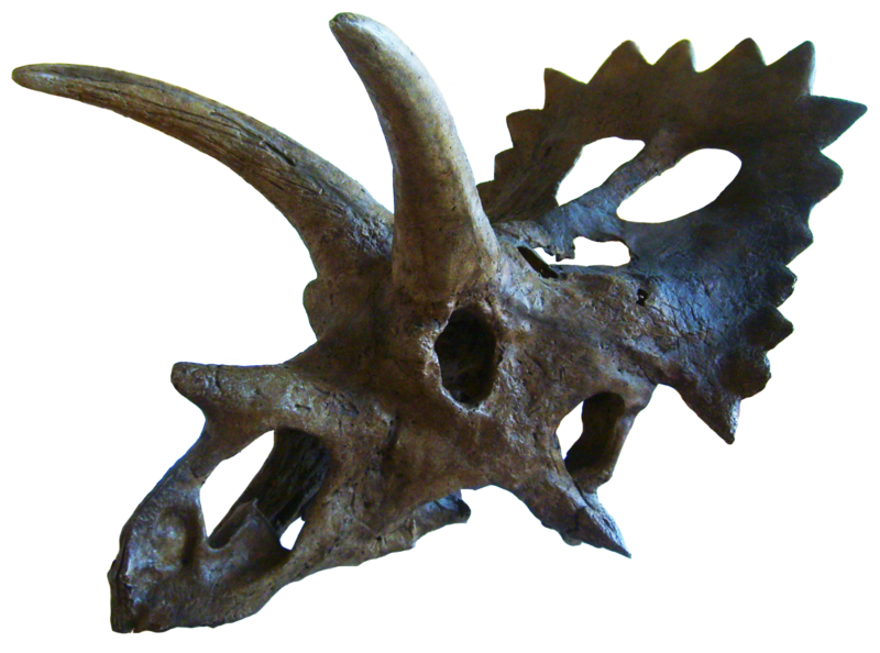 Файл:Anchiceratops.png