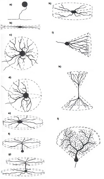 Файл:Dendritic arborization patterns 2.png