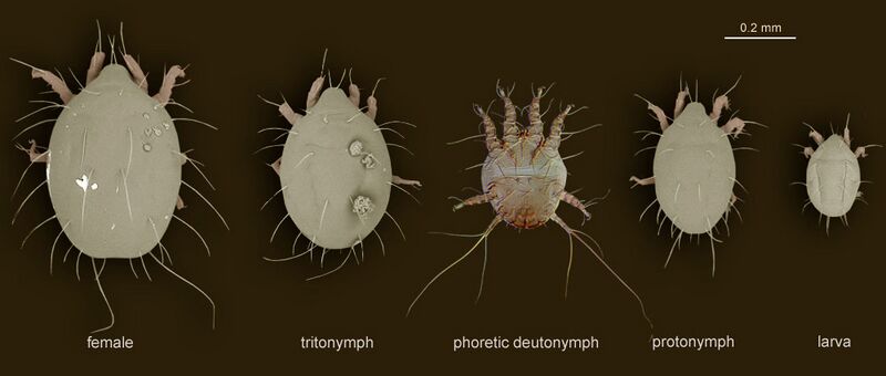 Файл:Ontogeny Chaetodactylus krombeini.jpg