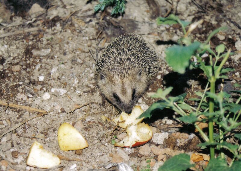 Файл:Hedgehog20.JPG
