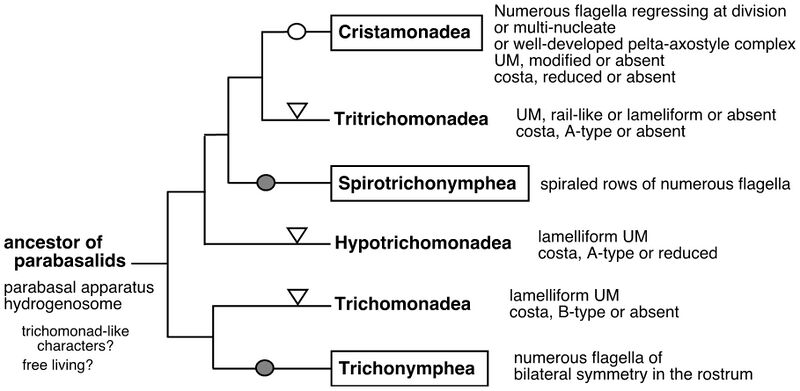 Файл:Parabasalia classification.jpg