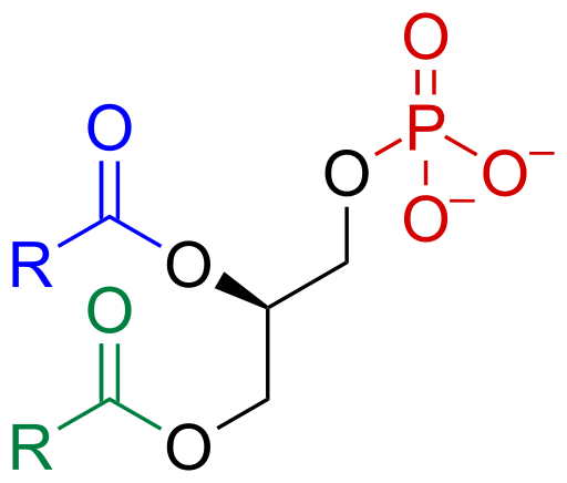 Файл:Phosphatidate skeletal.svg
