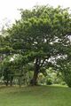 Terminalia catappa