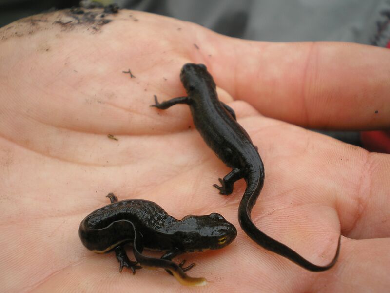 Файл:Triturus boscai.001.JPG