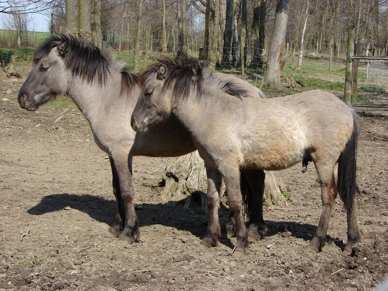 Файл:Two Tarpans.jpg