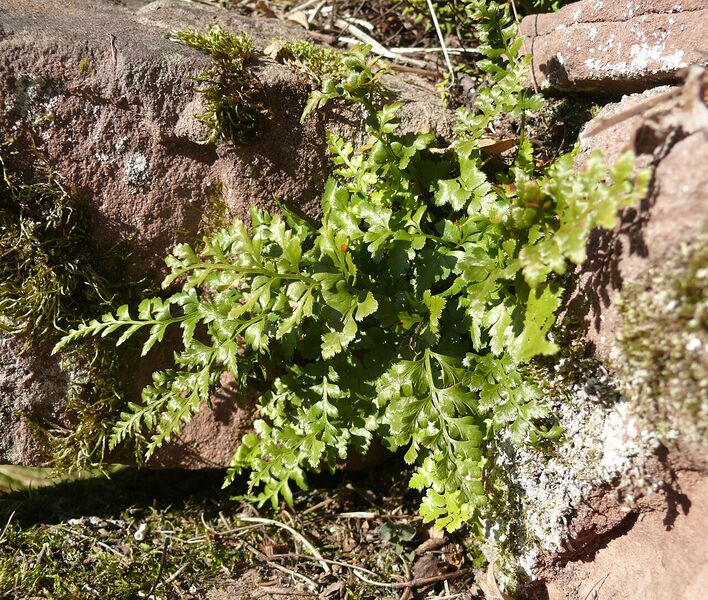 Файл:Asplenium adiantum-nigrum 141007.jpg