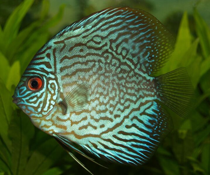 Файл:Blue Discus.jpg