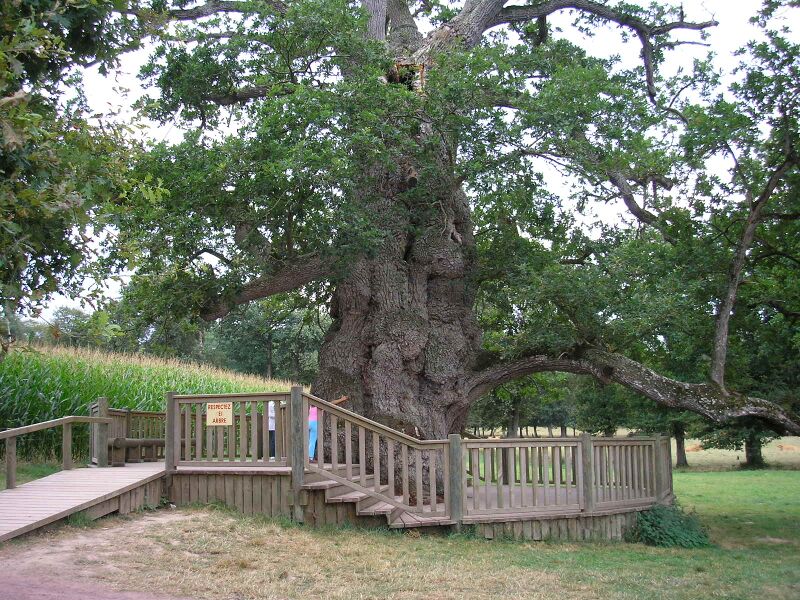 Файл:Brocéliande ChêneDeGuillotin.JPG