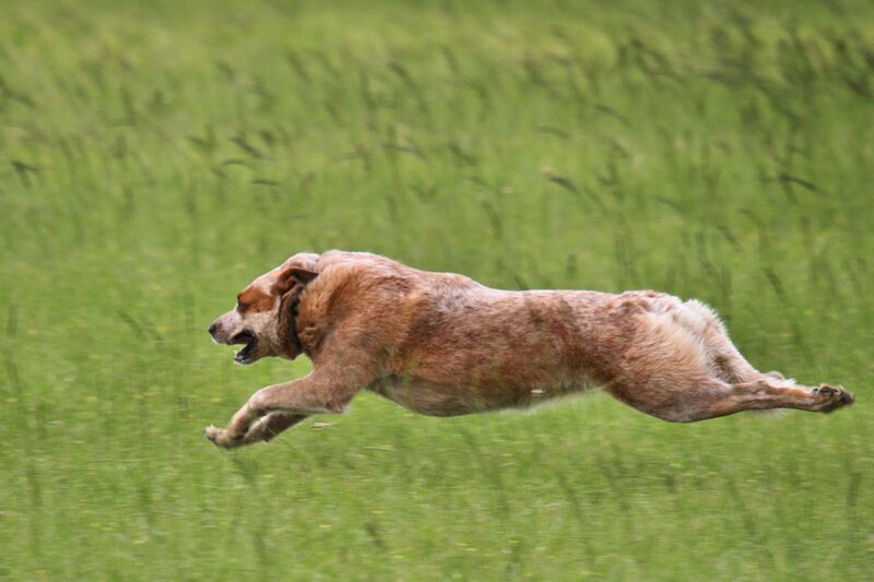 Файл:Lure coursing.jpg