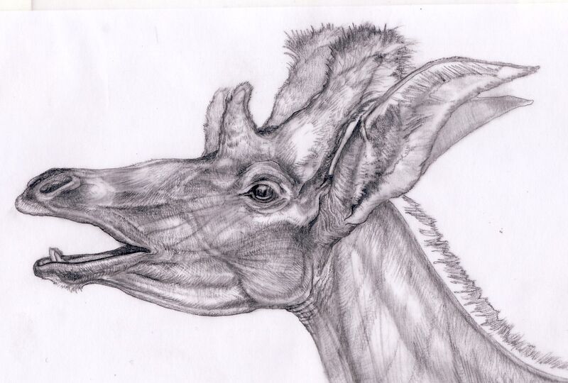 Файл:Shansitherium reconstruction of head..jpg
