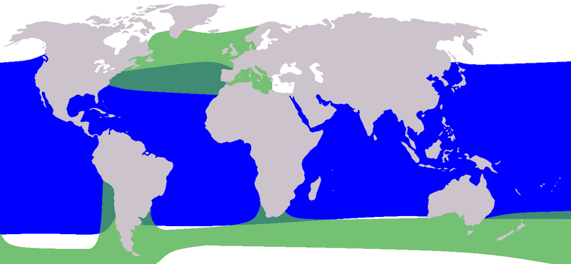 Файл:Cetacea range map Pilot Whale.png