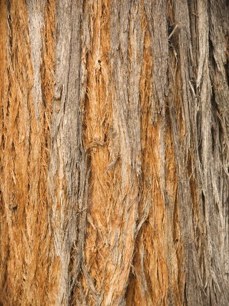 Файл:Eucalyptus macrorhyncha Stringy bark.jpg