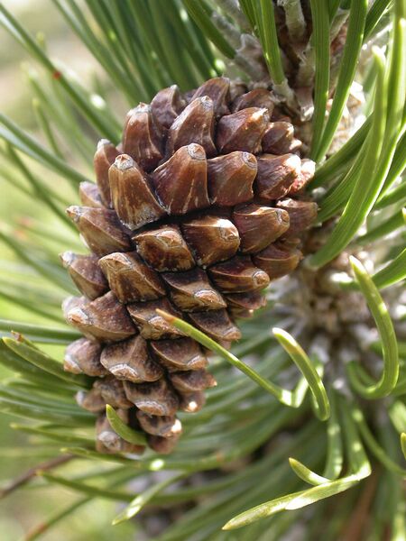 Файл:Pinus uncinata5.JPG