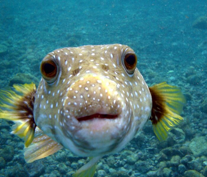 Файл:Puffer Fish DSC01257.JPG