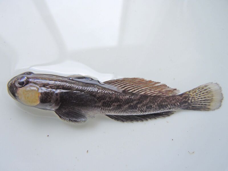 Файл:Racer goby.jpg