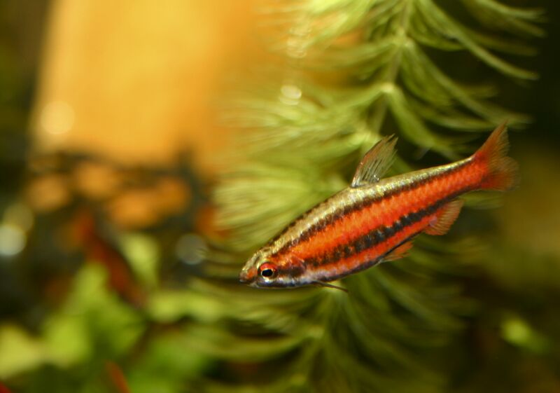 Файл:Red Pencilfish.jpg