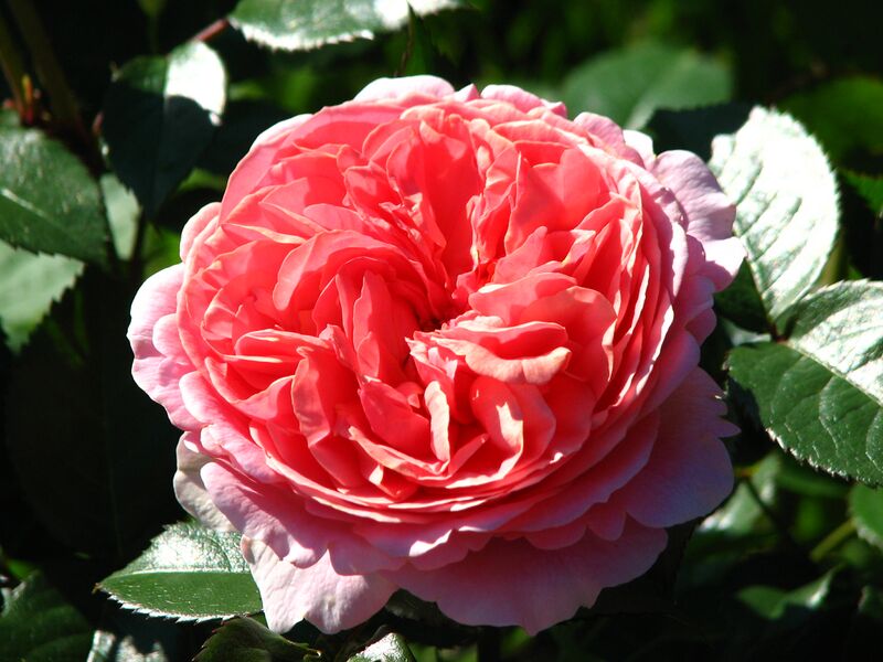 Файл:Rosa 'Chippendale' 01.JPG