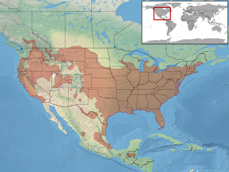 Файл:Coluber constrictor distribution.png