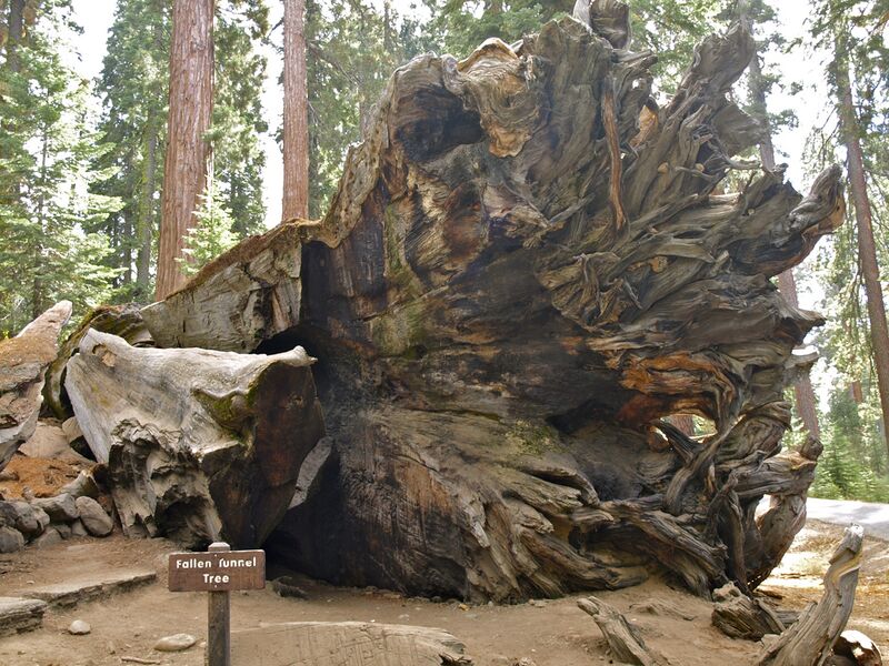 Файл:Fallen Tunnel Tree.jpg