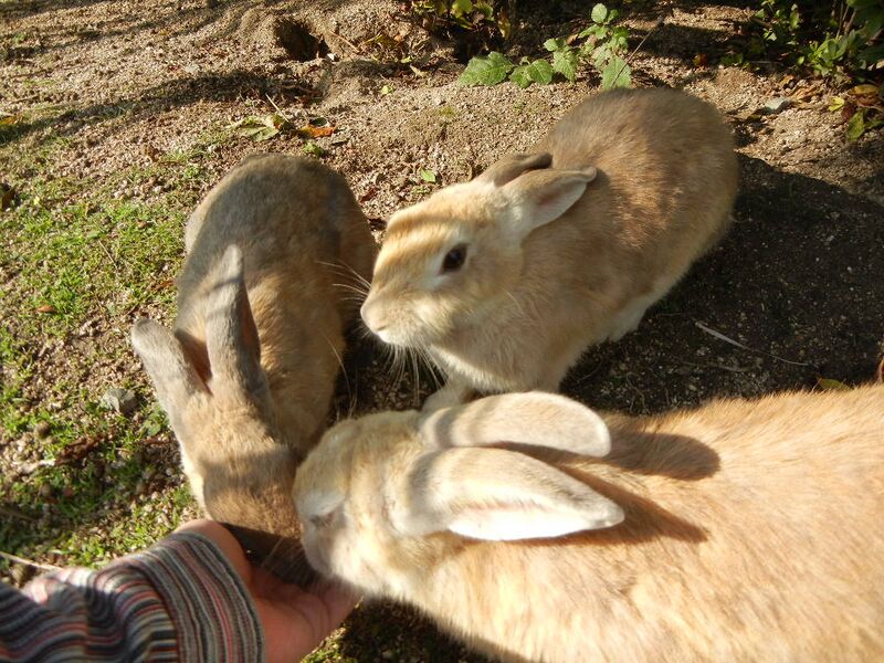 Файл:Okunojima-rabbit.JPG