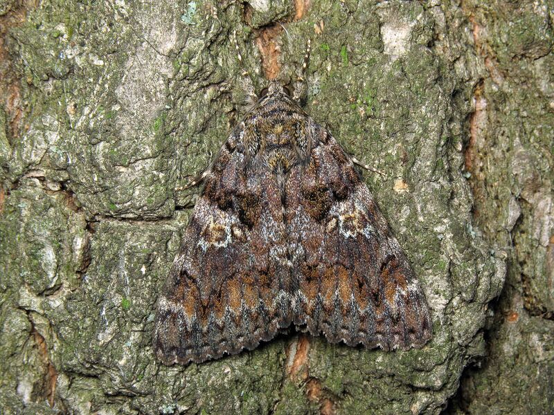 Файл:Catocala sponsa on tree 2008.JPG