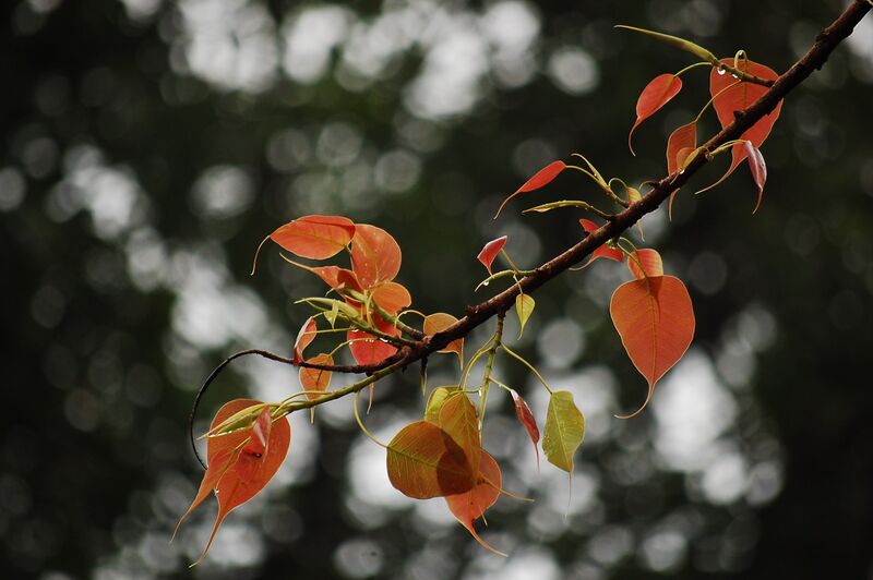 Файл:Ficus religiosa.JPG