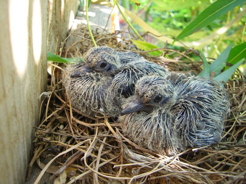 Файл:Mourning Dove Chicks 20060701.JPG