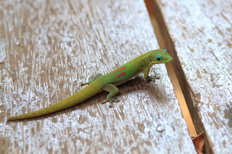 Файл:Phelsuma Laticauda.JPG