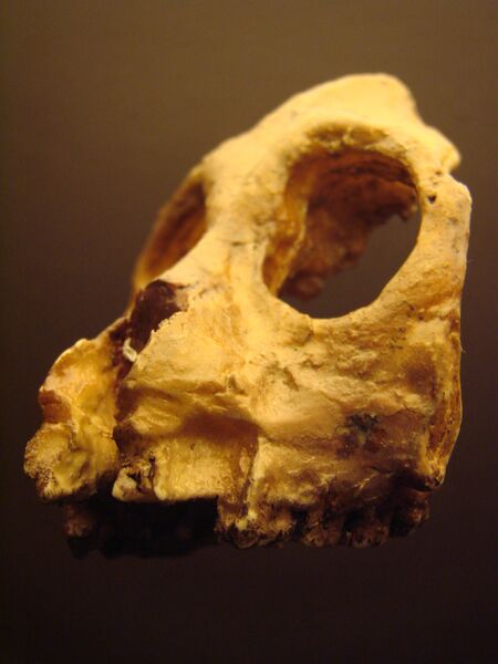 Файл:Aegyptopithecus face (University of Zurich)-2.JPG